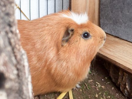 Meerschweinchen-Böckchen Moritz / © 2017 Arche KaNaum (AE)