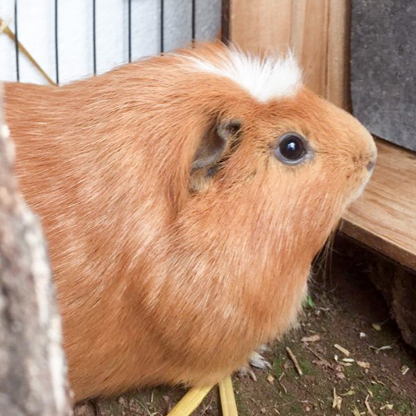 Meerschweinchen-Böckchen Moritz / © 2017 Arche KaNaum (AE)