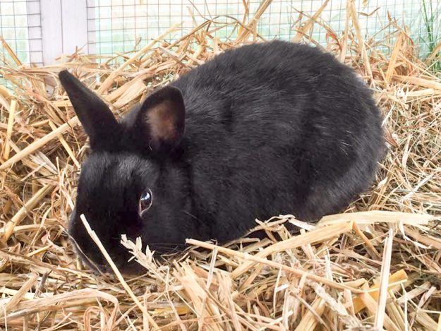 Kaninchenbock Pancho / © 2017 Arche KaNaum (AE)