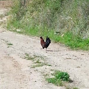 Gesichtete Seidenhühner am 07.05.’17 / © 2017 Privat Gesichtete Seidenhühner am 07.05.'17 / © 2017 Privat