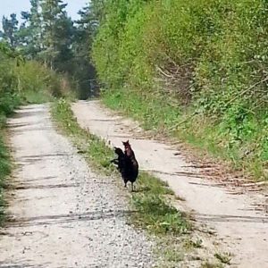 Gesichtete Seidenhühner am 07.05.’17 / © 2017 Privat Gesichtete Seidenhühner am 07.05.'17 / © 2017 Privat