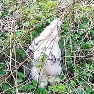 Gesichtete Seidenhühner am 07.05.’17 / © 2017 Privat Gesichtete Seidenhühner am 07.05.'17 / © 2017 Privat