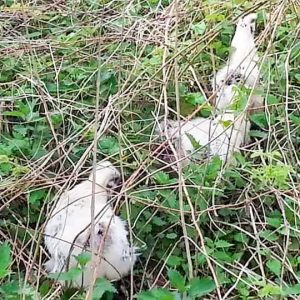 Gesichtete Seidenhühner am 07.05.’17 / © 2017 Privat Gesichtete Seidenhühner am 07.05.'17 / © 2017 Privat