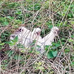 Gesichtete Seidenhühner am 07.05.’17 / © 2017 Privat Gesichtete Seidenhühner am 07.05.'17 / © 2017 Privat