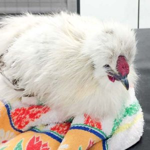 Der am 08.05.’17  abends gefangene und völlig erschöpfte Seidenhahn Beatle / © 2017 Arche KaNaum (DN) Der am 08.05.'17 abends gefangene und völlig erschöpfte Seidenhahn Beatle / © 2017 Arche KaNaum (DN)