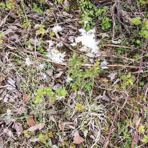 Traurige Überreste eines der Seidenhühner am 08.05.’17 / © 2017 Arche KaNaum (DN) Traurige Überreste eines der Seidenhühner am 08.05.'17 / © 2017 Arche KaNaum (DN)