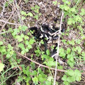 Weitere Überreste eines der Seidenhühner am 08.05.’17 / © 2017 Arche KaNaum (DN) Weitere Überreste eines der Seidenhühner am 08.05.'17 / © 2017 Arche KaNaum (DN)