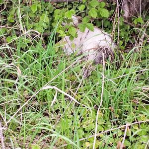 Das am 08.05.’17  abends gesichtete Seidenhuhn / © 2017 Arche KaNaum (DN) Das am 08.05.'17 abends gesichtete Seidenhuhn / © 2017 Arche KaNaum (DN)