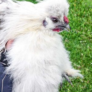 Das am 08.05.’17  abends gefangene Seidenhuhn / © 2017 Arche KaNaum (DN) Das am 08.05.'17 abends gefangene Seidenhuhn / © 2017 Arche KaNaum (DN)