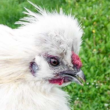 Das am 08.05.’17  abends gefangene Seidenhuhn / © 2017 Arche KaNaum (DN) Das am 08.05.'17 abends gefangene Seidenhuhn / © 2017 Arche KaNaum (DN)