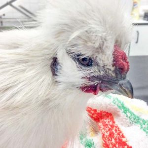 Der am 08.05.’17  abends gefangene und völlig erschöpfte Seidenhahn Beatle / © 2017 Arche KaNaum (DN) Der am 08.05.'17 abends gefangene und völlig erschöpfte Seidenhahn Beatle / © 2017 Arche KaNaum (DN)