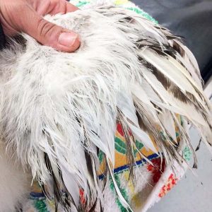 Deutliche Gefiederschäden beim am 08.05.’17 abends gefangenen Seidenhahn Beatle / © 2017 Arche KaNaum (DN) Deutliche Gefiederschäden beim am 08.05.'17 abends gefangenen Seidenhahn Beatle / © 2017 Arche KaNaum (DN)