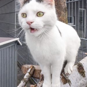 Kater Fundus / © 2017 Arche KaNaum (DN) Kater Fundus / © 2017 Arche KaNaum (DN)