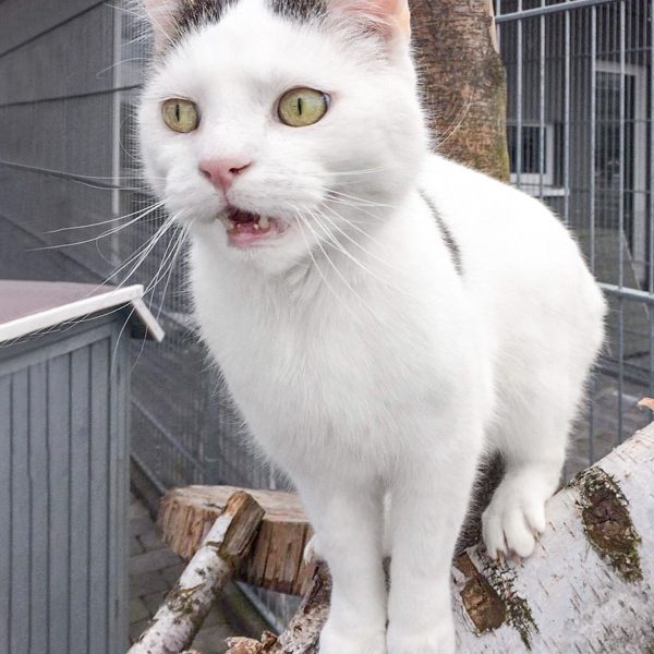 Kater Fundus / © 2017 Arche KaNaum (DN) Kater Fundus / © 2017 Arche KaNaum (DN)