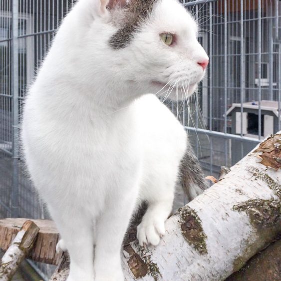 Kater Fundus / © 2017 Arche KaNaum (DN) Kater Fundus / © 2017 Arche KaNaum (DN)