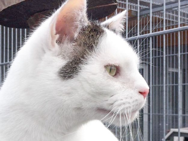 Kater Fundus / © 2017 Arche KaNaum (DN) Kater Fundus / © 2017 Arche KaNaum (DN)