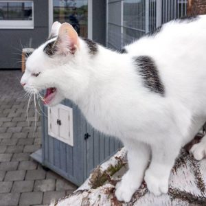 Kater Fundus / © 2017 Arche KaNaum (DN) Kater Fundus / © 2017 Arche KaNaum (DN)