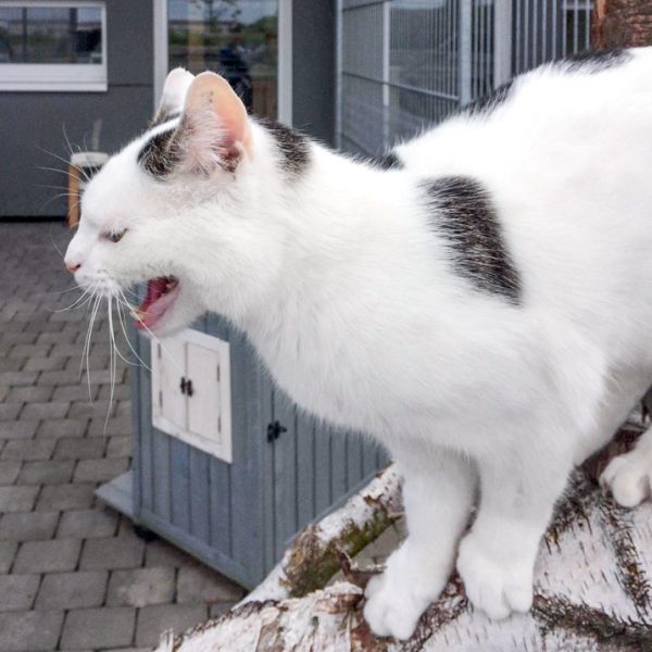 Kater Fundus / © 2017 Arche KaNaum (DN) Kater Fundus / © 2017 Arche KaNaum (DN)