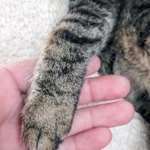 Kätzin Micra / © 2017 Arche KaNaum (DN) Kätzin Micra / © 2017 Arche KaNaum (DN)