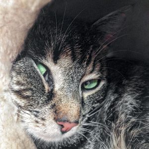 Kätzin Micra / © 2017 Arche KaNaum (DN) Kätzin Micra / © 2017 Arche KaNaum (DN)