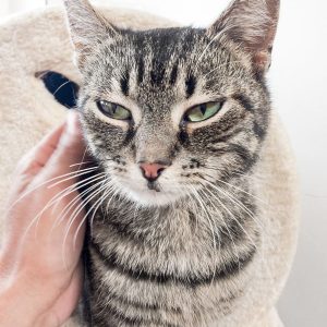 Kätzin Micra / © 2017 Arche KaNaum (DN) Kätzin Micra / © 2017 Arche KaNaum (DN)