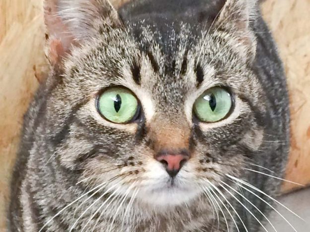 Kätzin Micra / © 2017 Arche KaNaum (DN)