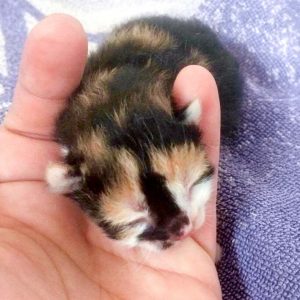 Kätzin Arielle kurz nach ihrer Geburt / © 2017 Arche KaNaum (DN) Kätzin Arielle kurz nach ihrer Geburt / © 2017 Arche KaNaum (DN)