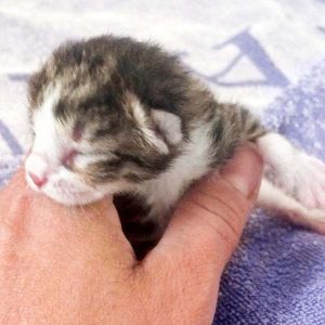 Katerchen Fabius kurz nach seiner Geburt / © 2017 Arche KaNaum (DN) Katerchen Fabius kurz nach seiner Geburt / © 2017 Arche KaNaum (DN)