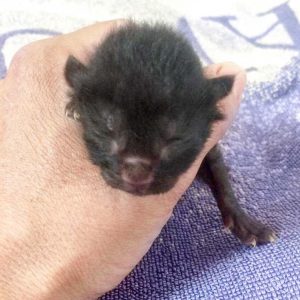 Katerchen Triton kurz nach seiner Geburt / © 2017 Arche KaNaum (DN) Katerchen Triton kurz nach seiner Geburt / © 2017 Arche KaNaum (DN)