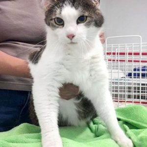 Kätzin Wanja aus der Beschlagnahmung vom 18.05.'17 / © 2017 Arche KaNaum (DN)