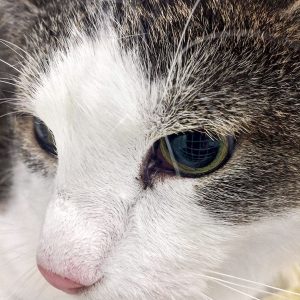 Kätzin Wanja aus der Beschlagnahmung vom 18.05.'17 / © 2017 Arche KaNaum (DN)