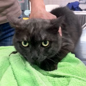 Ca. 1-jähriger Kater aus der Beschlagnahmung vom 18.05.'17 / © 2017 Arche KaNaum (DN)