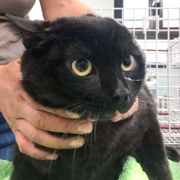 Ca. 1-jähriger Kater aus der Beschlagnahmung vom 18.05.'17 / © 2017 Arche KaNaum (DN)