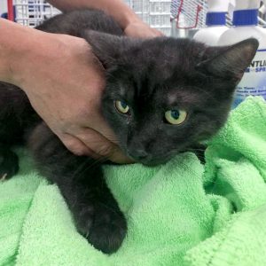 Ca. 1-jähriger Kater aus der Beschlagnahmung vom 18.05.'17 / © 2017 Arche KaNaum (DN)