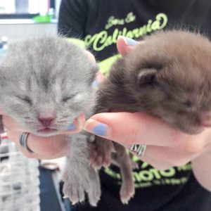 Zwei der Kitten (Keks und Brownie) aus der Beschlagnahmung vom 18.05.'17 / © 2017 Arche KaNaum (DN)