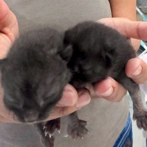 Zwei der Kitten (Nougat und Cookie) aus der Beschlagnahmung vom 18.05.'17 / © 2017 Arche KaNaum (DN)