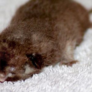 Kätzchen Brownie am 20.05.'17 / © 2017 Arche KaNaum (DN)