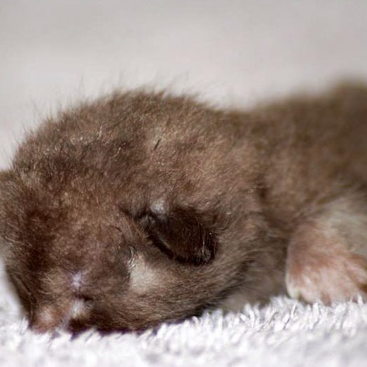 Kätzchen Brownie am 20.05.’17 / © 2017 Arche KaNaum (DN) Kätzchen Brownie am 20.05.'17 / © 2017 Arche KaNaum (DN)
