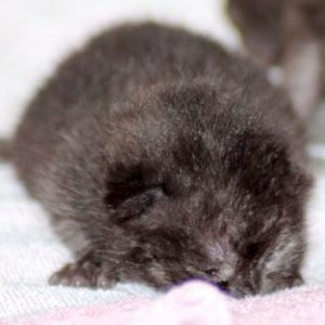 Kätzchen Cookie am 20.05.'17 / © 2017 Arche KaNaum (DN)