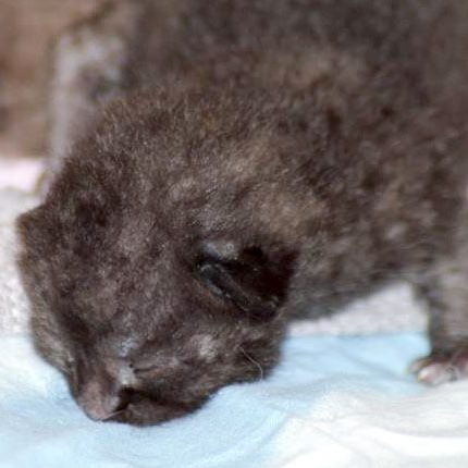 Kätzchen Cookie am 20.05.'17 / © 2017 Arche KaNaum (DN)