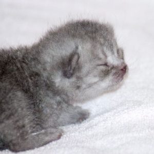 Kätzchen Keks am 20.05.'17 / © 2017 Arche KaNaum (DN)