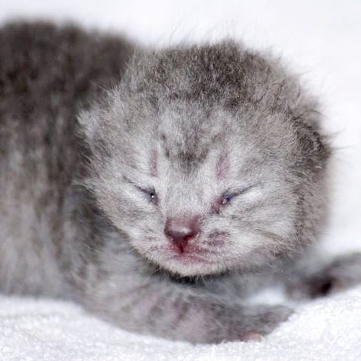 Kätzchen Keks am 20.05.'17 / © 2017 Arche KaNaum (DN)