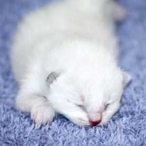 Kätzchen Marshmallow am 20.05.'17 / © 2017 Arche KaNaum (DN)