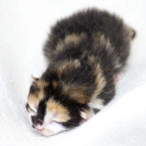 Kätzin Arielle am 20.05.’17 / © 2017 Arche KaNaum (DN) Kätzin Arielle am 20.05.'17 / © 2017 Arche KaNaum (DN)