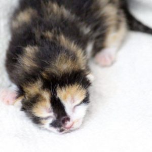 Kätzin Arielle am 20.05.’17 / © 2017 Arche KaNaum (DN) Kätzin Arielle am 20.05.'17 / © 2017 Arche KaNaum (DN)