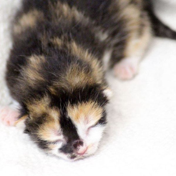 Kätzin Arielle am 20.05.'17 / © 2017 Arche KaNaum (DN)