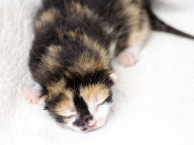 Kätzin Arielle am 20.05.'17 / © 2017 Arche KaNaum (DN)