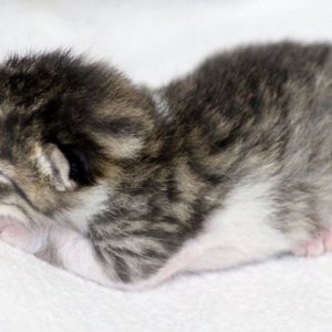 Katerchen Fabius am 20.05.’17 / © 2017 Arche KaNaum (DN) Katerchen Fabius am 20.05.'17 / © 2017 Arche KaNaum (DN)