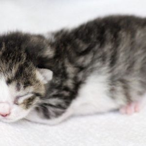 Katerchen Fabius am 20.05.’17 / © 2017 Arche KaNaum (DN) Katerchen Fabius am 20.05.'17 / © 2017 Arche KaNaum (DN)