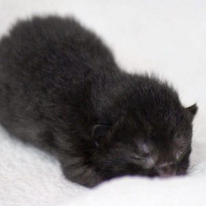 Katerchen Triton am 20.05.’17 / © 2017 Arche KaNaum (DN) Katerchen Triton am 20.05.'17 / © 2017 Arche KaNaum (DN)